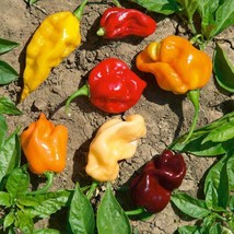 30+ , 50+ Caribbean Blend Hot Pepper,  mixture of four Habanero Peppers , 2024 - $2.89+