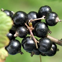 1 year old Black currant CONSORT, 1 rooted starter plant 6-12&quot; tall, Gardening - £71.57 GBP