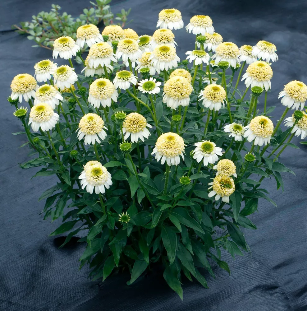 Echinacea Cara Mia Sands Coneflower 5.25 Inch Pot Size Perennial Plant Sun - $36.65