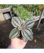 Pilea involucrata Moon Valley | Friendship Plant | 2in pot - $19.21 CAD