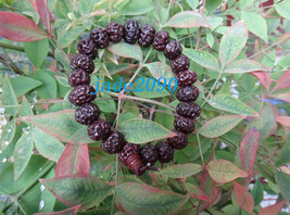 Free Shipping - Tibetan Buddhism Natural Red Bodhi Seeds Meditation Prayer Beads - £15.84 GBP