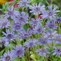 Best USA Seller Blue Felicia Daisy Flower Seeds - £3.04 GBP