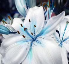50 Seeds Blue Heart Lily Plant Seeds Heirloom Lilium Lily Flower Fragrant Perenn - £5.41 GBP
