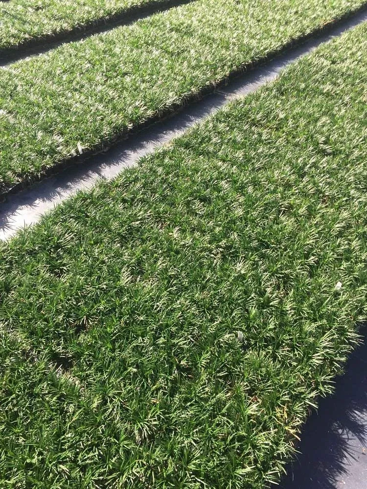 Dwarf Mondo Grass Qty 80 Live Plants Shade Loving Ground Cover - £185.27 GBP