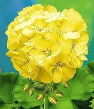 10 seeds Geranium &#39;Custard Cream&#39; Yellow Flower Seeds - £9.71 GBP