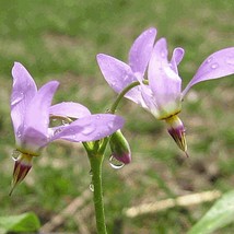 USA SELLER 50 Midland shooting star seeds #86 Zone 49 Free Shipping - $15.70