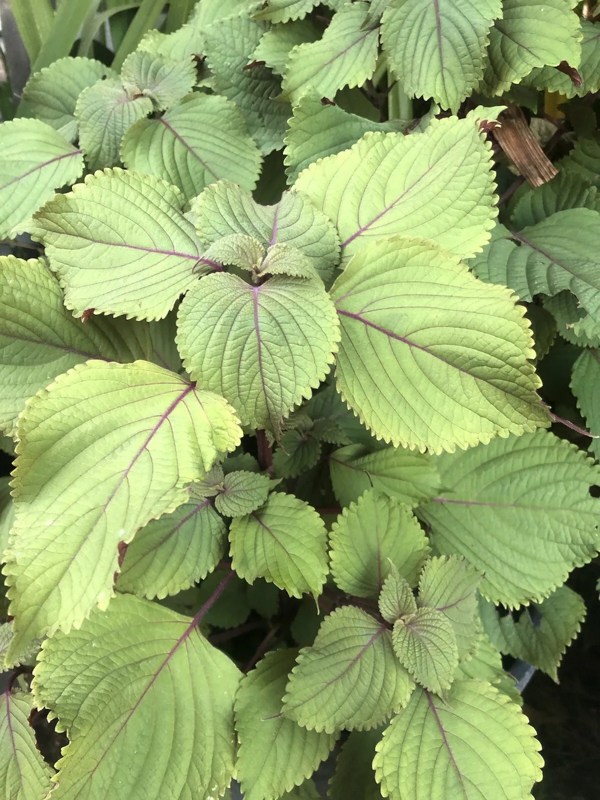 Starter Plant Shiso Plant With Pot Perilla Green Purple Beefsteak Plant - $41.98