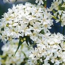 Lychnis Snowstar Seeds Lychnis Seeds Viscaria Snowstar 2000 Flower Seeds... - $12.39