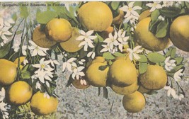 VINTAGE GRAPEFRUIT AND BLOSSOMS IN FLORIDA POSTCARD  - £3.32 GBP