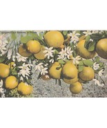 VINTAGE GRAPEFRUIT AND BLOSSOMS IN FLORIDA POSTCARD  - £3.34 GBP
