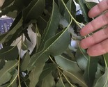 one pound Aprox. Fresh Eucalyptus leaves 16 onz Free Shipping. - $29.69