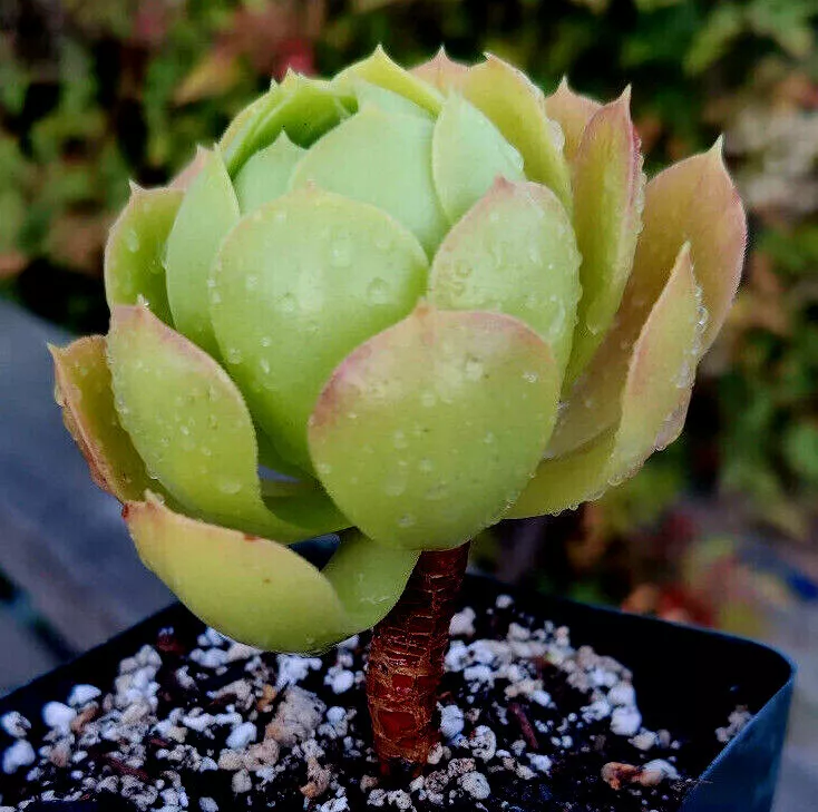 AEONIUM (OR GREENOVIA?) POTTED PLANT - LOOKS LIKE A ROSE BUD - 4&quot; DIAMETER  - $21.00