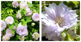 Clematis Belle of Woking - Live Plant in a 4 Inch Growers Pot - Starter Plants - £46.92 GBP