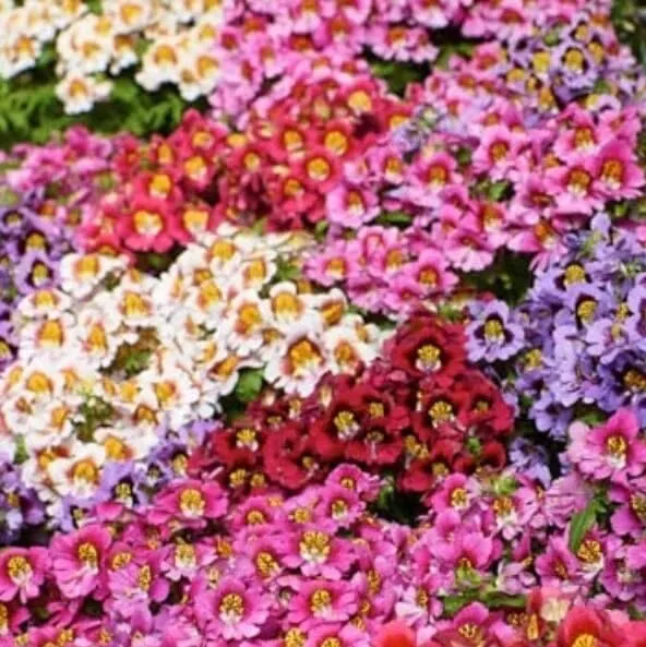 Fresh Butterfly Flower Seeds Angel Wings Mix Seeds For Planting (30 Seeds) Garde - £14.73 GBP