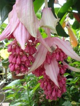 FROM US 16 Seeds Malaysian Orchid Philippine Orchid (Medinilla magnifica... - £41.59 GBP