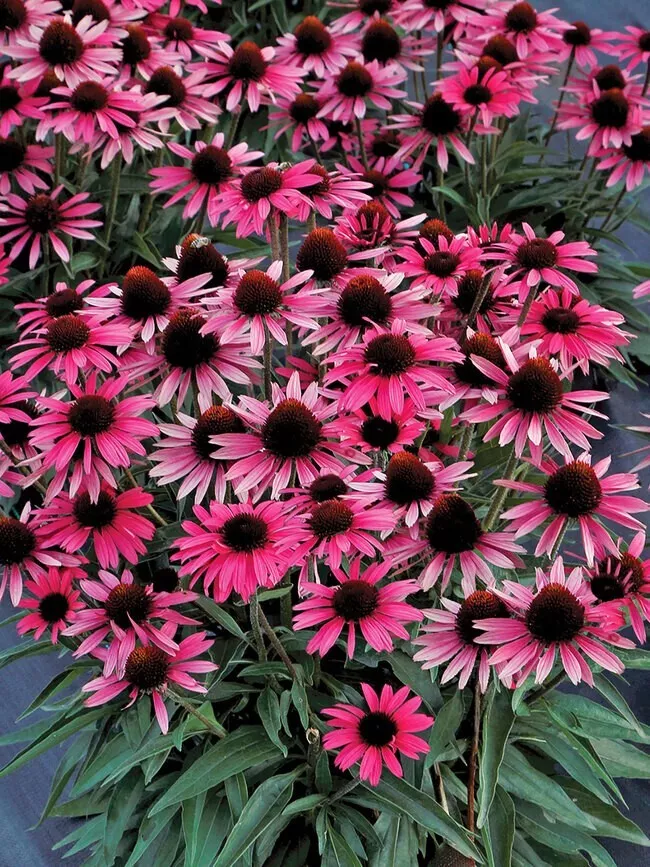 200 Wicked Coneflower Daisy Seeds Planting Fast US Shipping - $10.96