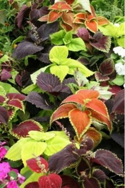 Rainbow Mix Coleus Flowers Easy Grow Planting 50 Seeds Garden - £8.77 GBP