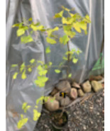 Ginkgo #3, exact plant, 4 years old. Shipped with roots wrapped. No soil. - $123.09 CAD
