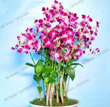 New Fresh Dendrobium Orchid Flowers Rose Red And White Colors - $4.45