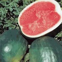 RAFHSTORE Watermelon Seed Black Diamond Heirloom 100 Seeds Non Gmo Melon US SEED - $9.21