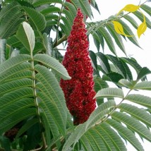 THJAR Staghorn Sumac Rhus Typhina - 30+ Seeds - $3.89