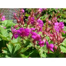 25+ Czakor Geranium Seeds – Hardy Macrorrhizum Flowers for Garden &amp; Patio - $16.50