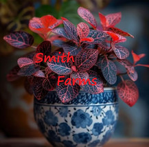 25 Seeds Red Fittonia Flowers Beautiful Plant From US - £7.92 GBP