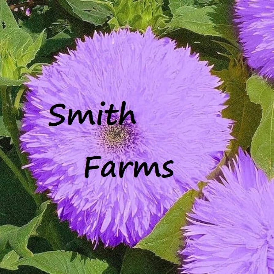 50+ Seeds Purple Teddy Bear Sunflowers Planting Sun Flowers - $17.22