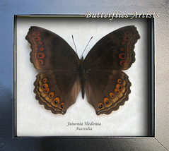 Chocolate Pansy Junonia Hedonia Real Butterfly Entomology Collectible Sh... - £35.39 GBP