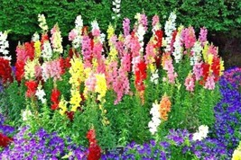 2000+Snapdragon Tetra Mix Flower Seeds Spring Fall Patio From US - £7.15 GBP