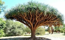 LWSTORE Dragon Blood Tree Seeds To Grow 6 Seeds Dracaena Draco USPS Shipping - $8.78