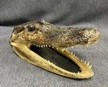 VTG Taxidermy real baby alligator head with felt backing and lots of sha... - $17.82