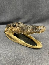 VTG Taxidermy real baby alligator head with felt backing and lots of sha... - £13.93 GBP