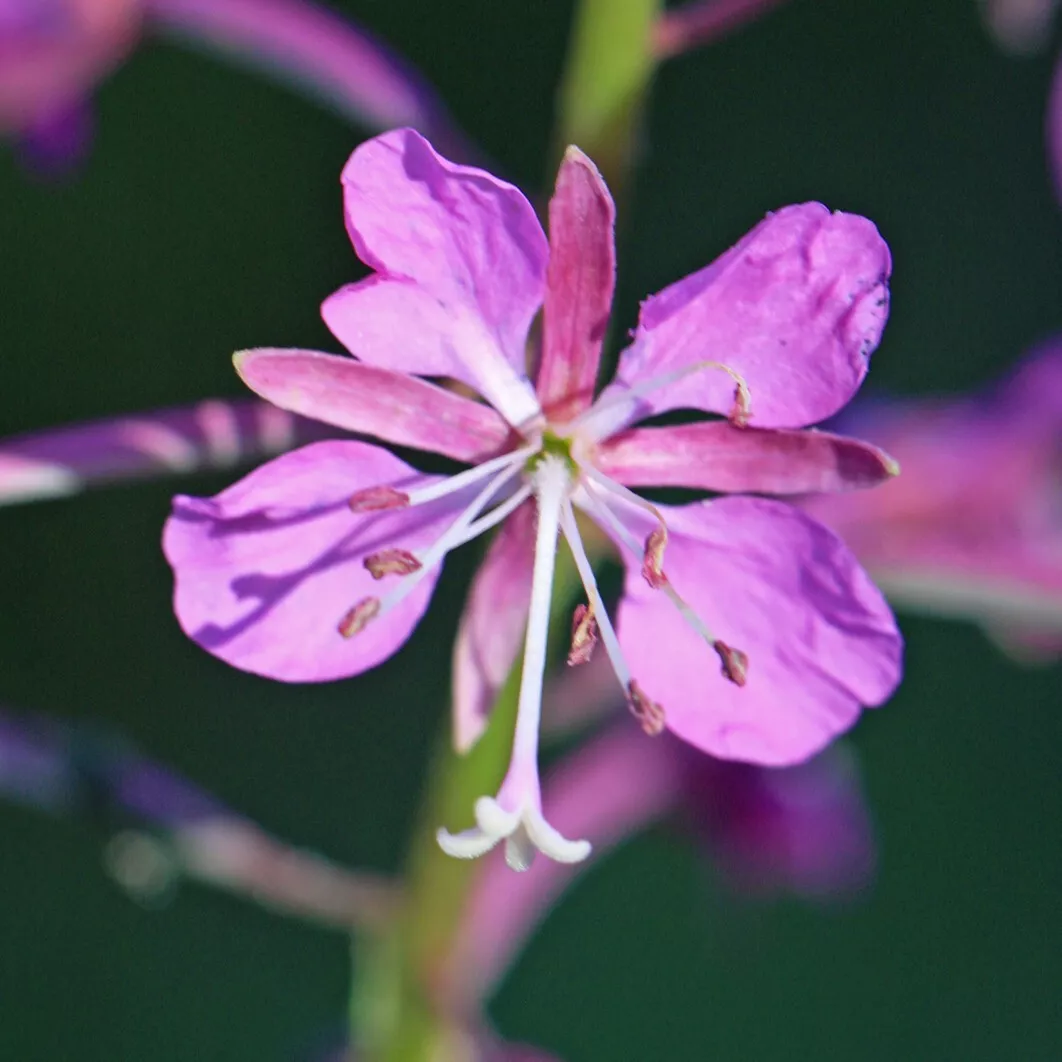 Fireweed Starter Plants (Chamaenerion angustifolium) Flowers  - $25.00
