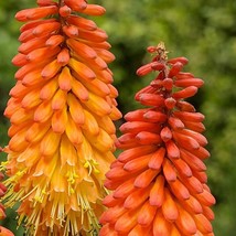 US Seller 25 Alcazar Torch Lily Hot Poker Flower Seeds - £8.24 GBP