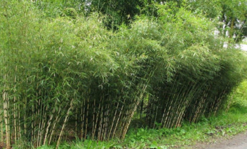 Primary image for 50 Pc Seeds Umbrealla Bamboo Plant, Perennial Bamboo Seeds for Planting | RK