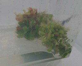Drosera chimaera, Carnivorous plant, Sundew, In vitro (Tissue Culture)Ca... - £18.77 GBP