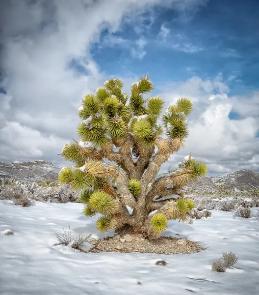 Yucca Brevifolia &#39;Oregon&#39; (Joshua Tree) Hardy 20 Seeds Fresh Garden - $15.98