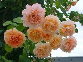 10 Climbing Double Orange Rose Seeds Flower Bush Shrub Flowering 1305 Gardening  - $14.00