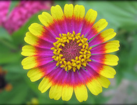 100 Painted Mix Daisy Seeds | Colorful Rings Rainbow Paper Wild Flower Seed 20 F - $8.97