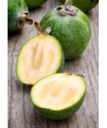 Pineapple Guava Feijoa Sellowiana 7 to 10 Inch South American Tree Live ... - $23.99