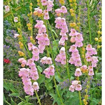 300 Seed Palmer&#39;s Penstemon Native Wildflower Drought Poor Soil Cut Flowers Easy - £13.18 GBP