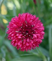 50 pcs Cyans Red Boy Bachelor&#39;s Button Seed Annual Seed Flower Flowers - £9.02 GBP