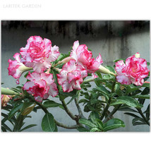 Small Carnation Typed Adenium Obesum Desert Rose Seeds Pack 2 Seeds Double Petal - £5.68 GBP