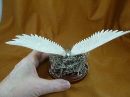 EAGLE-38 Eagle wings out on nest shed ANTLER figurine Bali detailed carving - $90.46