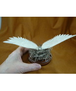 EAGLE-38 Eagle wings out on nest shed ANTLER figurine Bali detailed carving - $90.46