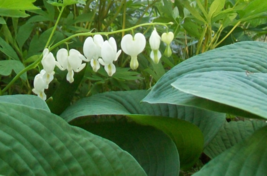 White Bleeding Heart Plants Shipped Dormant, Bareroot from My Indiana Ho... - $183.75 MXN