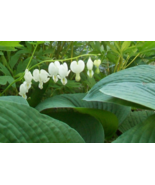 White Bleeding Heart Plants Shipped Dormant, Bareroot from My Indiana Ho... - $183.75 MXN