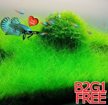 New Live Aquarium Plant Seeds Fish Tank Water Grass Ground Covering Plan... - $74.72 MXN