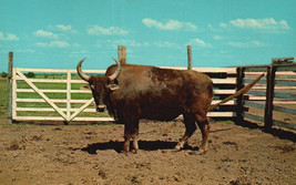 VINTAGE POST CARD BRAHALO BULL AFTON OKLAHOMA UNPOSTED 5.5 X 3.18 PHOTO ... - $8.90